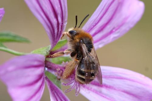 Eucera nigrifacies